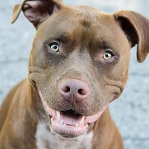 Meet your Posher, Chevy